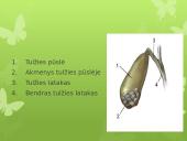 Virškinimas skaidrės 16 puslapis