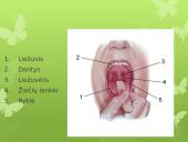 Virškinimas skaidrės 6 puslapis