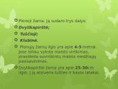 Virškinimas skaidrės 9 puslapis