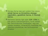 Virškinimas skaidrės 10 puslapis