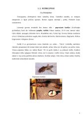 Dekoratyvinių lapuočių ligos ir kenkėjai 5 puslapis