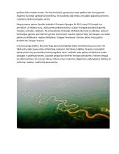 Virungos nacionalinis parkas 3 puslapis