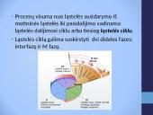 Cikliškai aktyvuojamų proteino kinazių ir ciklinų vaidmuo ląstelės cikle 2 puslapis