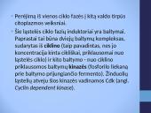 Cikliškai aktyvuojamų proteino kinazių ir ciklinų vaidmuo ląstelės cikle 3 puslapis