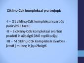 Cikliškai aktyvuojamų proteino kinazių ir ciklinų vaidmuo ląstelės cikle 6 puslapis