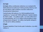 Cikliškai aktyvuojamų proteino kinazių ir ciklinų vaidmuo ląstelės cikle 7 puslapis