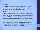Cikliškai aktyvuojamų proteino kinazių ir ciklinų vaidmuo ląstelės cikle 8 puslapis