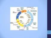 Cikliškai aktyvuojamų proteino kinazių ir ciklinų vaidmuo ląstelės cikle 9 puslapis