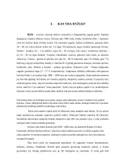 Rašto darbas apie ryžius 3 puslapis