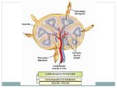 Kraujas ir imunitetas 12 puslapis