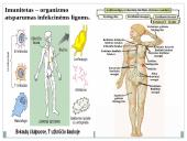 Kraujas ir imunitetas 13 puslapis