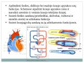 Kraujas ir imunitetas 3 puslapis