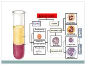 Kraujas ir imunitetas 5 puslapis