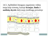 Kraujas ir imunitetas 6 puslapis