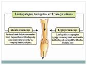 Kraujas ir imunitetas 10 puslapis