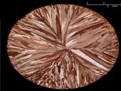 Varis skaidrės 4 puslapis