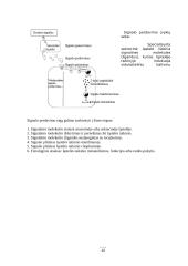 Medžiagų pernašos pro biologines membranas būdai 11 puslapis