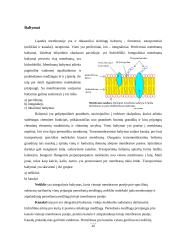 Medžiagų pernašos pro biologines membranas būdai 7 puslapis