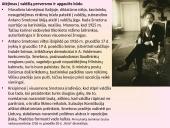 Antanas Smetona prezentacija 9 puslapis