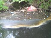 Environmental pollution  11 puslapis