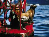 Environmental pollution  12 puslapis