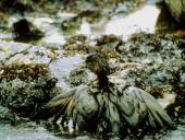 Environmental pollution  10 puslapis