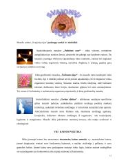 UAB „Svajonių rojus“ rinkodaros veiklos analizė 12 puslapis