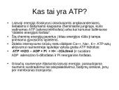 Bendra ATP gamybos ir panaudojimo schema ląstelėje 2 puslapis