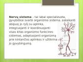 Prezentacija apie nervų sistemą 2 puslapis
