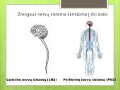 Prezentacija apie nervų sistemą 3 puslapis