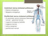 Prezentacija apie nervų sistemą 4 puslapis