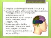 Prezentacija apie nervų sistemą 5 puslapis