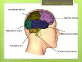 Prezentacija apie nervų sistemą 6 puslapis