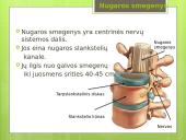 Prezentacija apie nervų sistemą 7 puslapis