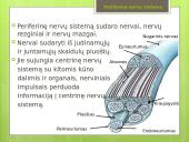 Prezentacija apie nervų sistemą 8 puslapis