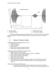 Ultragarsiniai jutikliai 4 puslapis