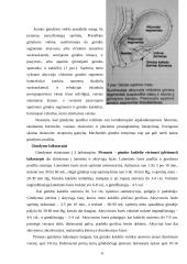 Gimdymo istorija, normalus gimdymas 6 puslapis
