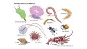 Bestuburių gyvūnų evoliucija 13 puslapis