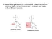 Baltymų apykaita 12 puslapis