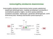 Baltymų apykaita 13 puslapis