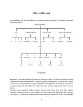 Mikrovaldikliai 4 puslapis