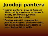 Azija skaidrės 11 puslapis