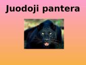 Azija skaidrės 12 puslapis