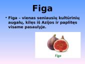 Azija skaidrės 15 puslapis