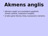 Azija skaidrės 18 puslapis