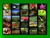 Rainforests of the world 10 puslapis