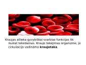 Kraujotakos sistema skaidrės 2 puslapis