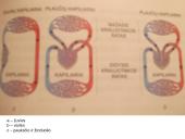 Kraujotakos sistema skaidrės 11 puslapis
