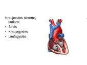 Kraujotakos sistema skaidrės 3 puslapis