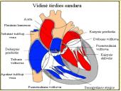 Kraujotakos sistema skaidrės 5 puslapis